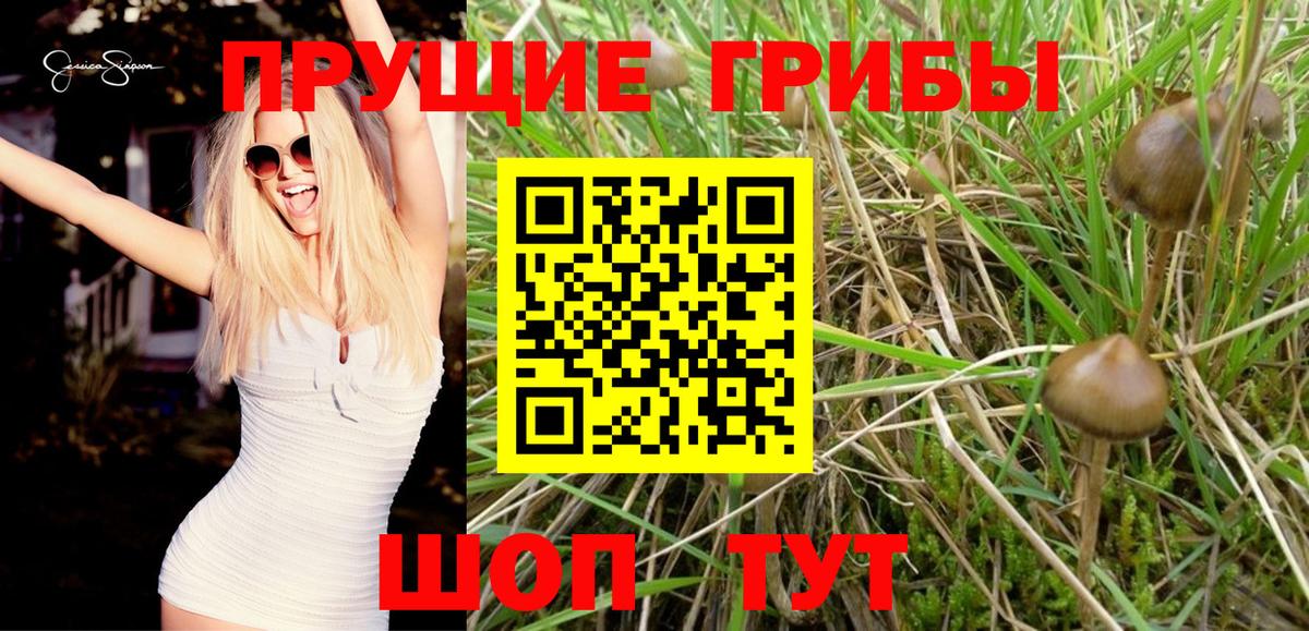 Псилоцибиновые грибы Cubensis Краснокамск
